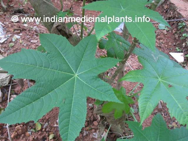 ERANDA (Ricinus communis)